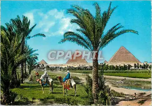 Cartes postales moderne The Giza Pyramid Group