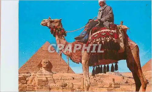 Moderne Karte Giza Camel driver near the Sphinx and Khafre Pyramid