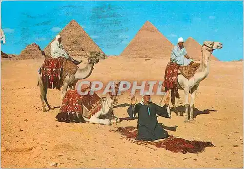 Cartes postales moderne Giza Arab Camelriders in front of the Pyramid