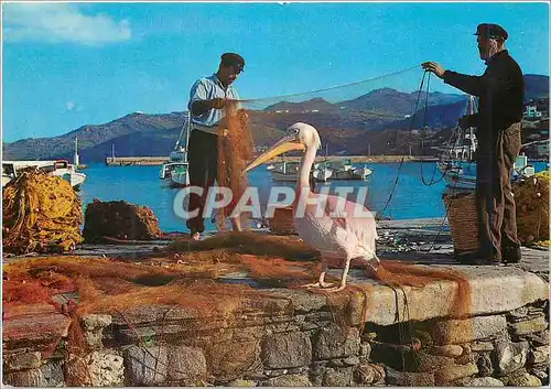 Cartes postales moderne Mykonos At the port with the pelican Petro