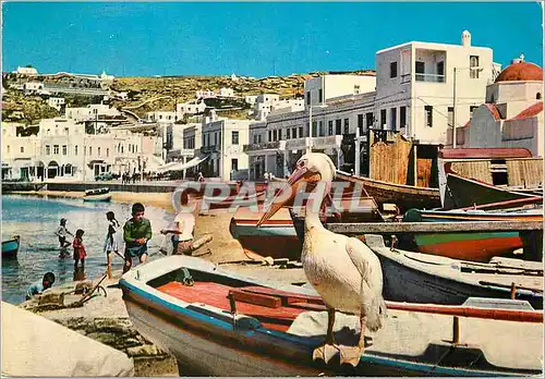 Cartes postales moderne Ile de Myconos aPierrou le pelican de l Ile