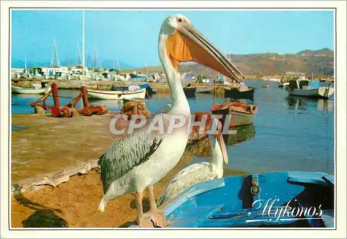 Cartes postales moderne Mykonos Le Pelican Petro