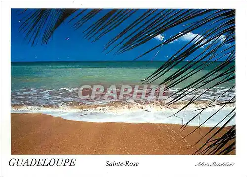 Cartes postales moderne Guadeloupe Sainte Rose La Guadeloupe La Plage des Amandiers