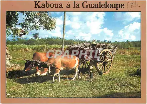 Cartes postales moderne Kaboua a la Guadeloupe Guadeloupe Kaboua transportant le canne a sucre