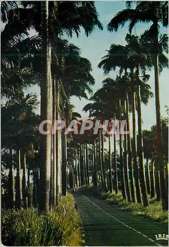 Cartes postales moderne Guadeloupe Allee Dumanoir