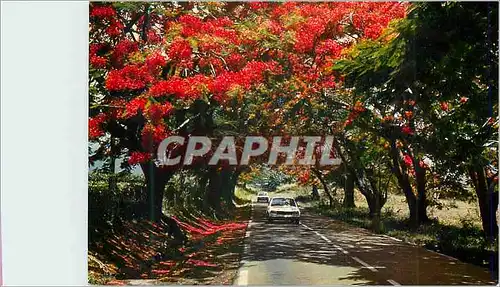 Cartes postales moderne A l ombre des flamboyants Guadeloupe