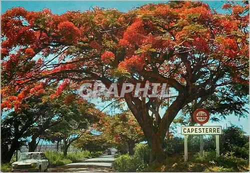 Cartes postales moderne Capesterre Guadeloupe Flamboyants Flame trees Caspeterre