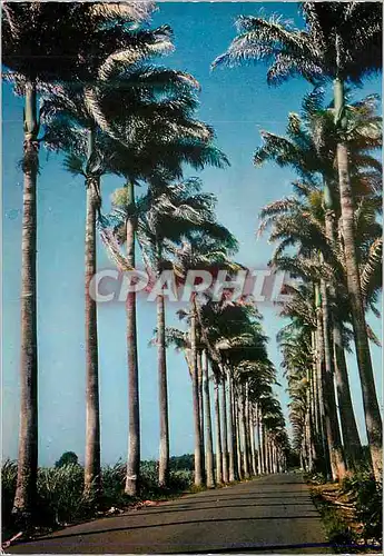 Cartes postales moderne Guadeloupe Capesterre Allee Dumanoir