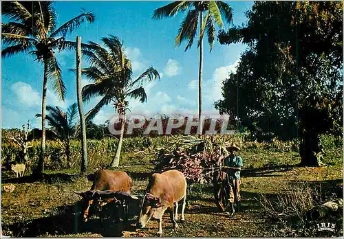 Cartes postales moderne Guadeloupe Charette de canne a sucre Attelage B�ufs