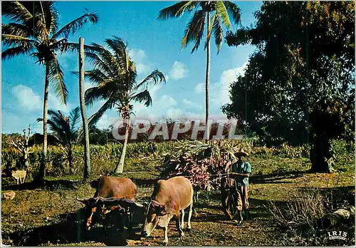 Moderne Karte Guadeloupe Charette de canne a sucre Attelage B�ufs