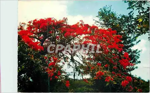 Cartes postales moderne Antilles Francaises Flaboyants Flaming Trees