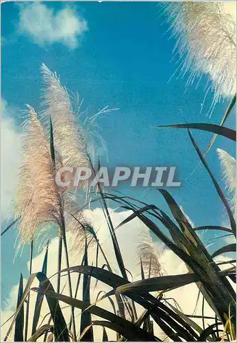 Cartes postales moderne Pointe a Pitre Guadeloupe
