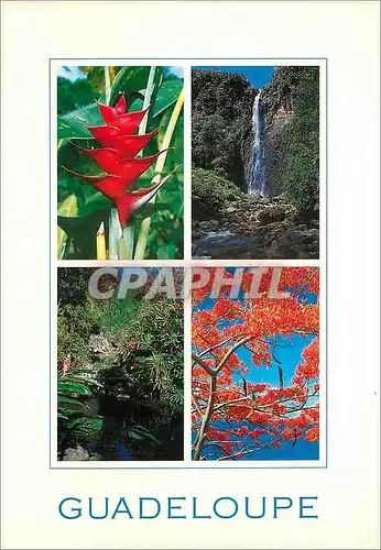 Cartes postales moderne Guadeloupe Antilles francaises Fluer de balisier chute du Carbet les roches gravees a Trois Rivi