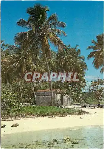 Cartes postales moderne Plage de Sainte Anne Guadeloupe