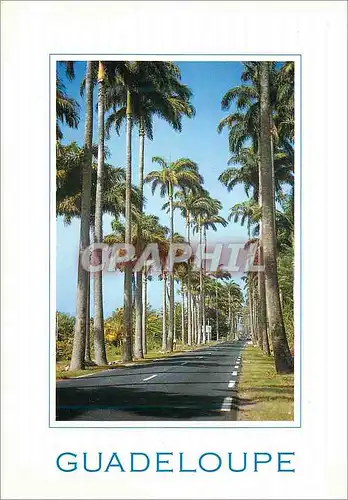 Cartes postales moderne Guadeloupe Antilles francaises Capesterre Belle Eau l allee Dumanoir