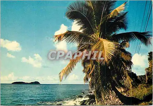 Cartes postales moderne Rivage caraibe