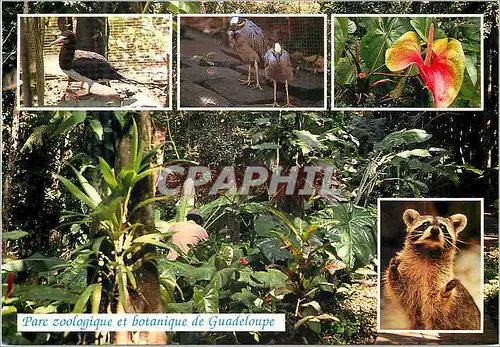 Moderne Karte Guadeloupe Parc zooligique et botanique Racoon fou Brun Crabier anthurium hybride