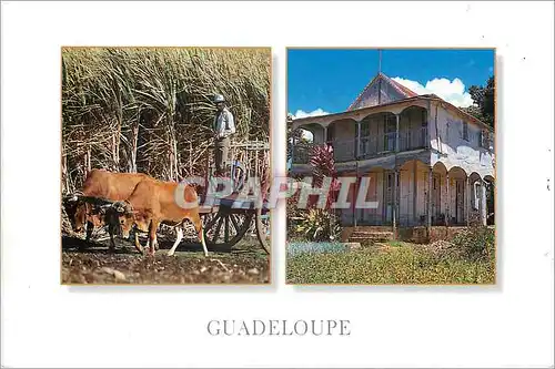 Cartes postales moderne Guadeloupe Traditions