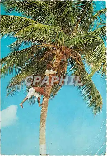 Cartes postales moderne Agiles grimpeurs The Sunny Caribbean Picking coconuts in tropical grove