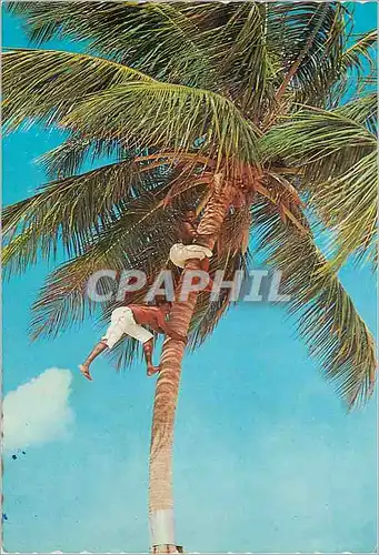 Cartes postales moderne Agiles grimpeurs The Sunny Caribbean Picking coconuts in tropical grove