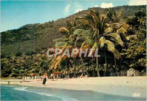 Cartes postales moderne Antilles Radieuses Plage de cocotiers