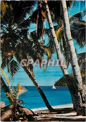 Cartes postales moderne Antilles Radieuses Plage de cocotiers