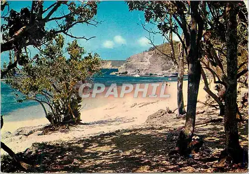 Cartes postales moderne Anse Bertrand Anse Laborde