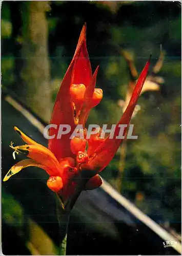 Cartes postales moderne Oiseau du Paradis