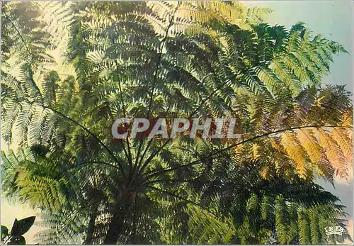 Cartes postales moderne Guadeloupe Reserve du Parc Naturel
