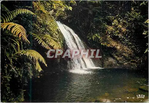 Cartes postales moderne Guadeloupe Reserve naturelle vers la riviere aux ecrevisses