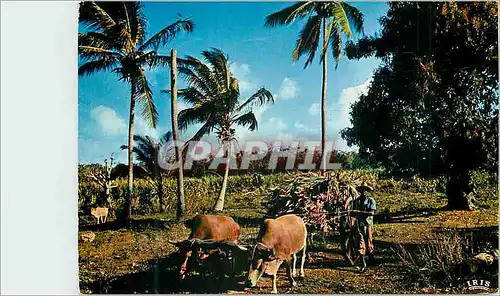 Cartes postales moderne Guadeloupe Charette de canne a sucre
