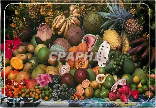Cartes postales moderne Fruits