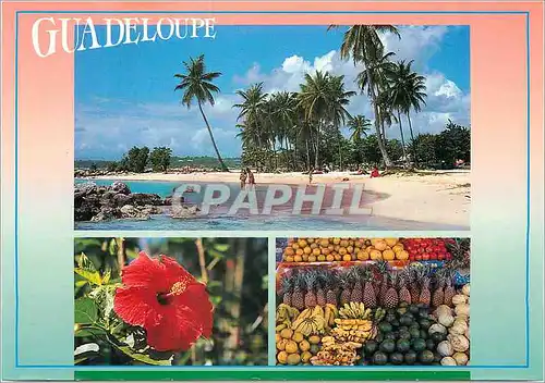 Cartes postales moderne Guadeloupe Sous le soleil des Caraibes