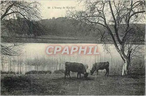 Cartes postales L Etang de Madic Vaches