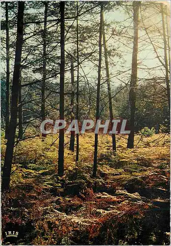 Cartes postales moderne Automne en Limousin Les fougeres rousses ondulatent sous le vent d automne
