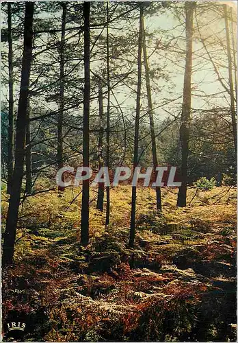 Moderne Karte Automne en Limousin Les fougeres rousses ondulatent sous le vent d automne