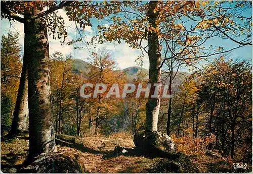 Cartes postales moderne Limousin en Pittoresque Qui n a senti le charme de l automne