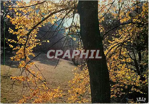 Cartes postales moderne Automne en Limousin On se croirait en ete mais les feuilles tombent sechees et couleur de rouill