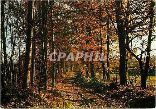 Moderne Karte Campagne Pittoresque Haute Vienne St Sulpice les Feuilles