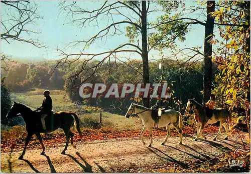 Cartes postales moderne Promenade Equestere En Limousin