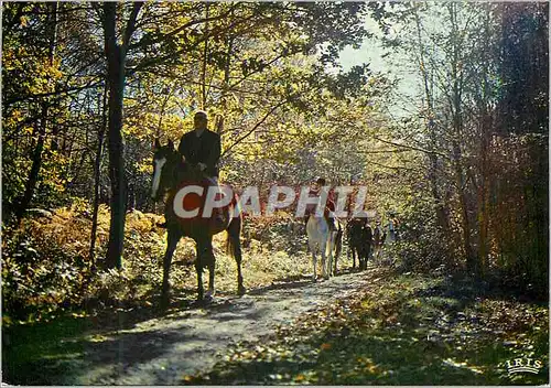 Cartes postales moderne Promenade Equestre en Limousin