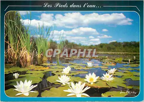 Cartes postales moderne Les Pieds dans l eau et la tete au soleil Nenuphars