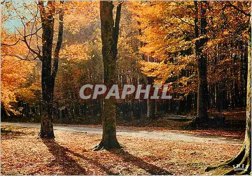 Moderne Karte Automne en Limousin La feuille l arbie eclatante et tournale