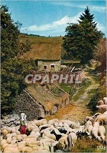 Cartes postales moderne En Limousin Bergere sous la chaumiere rentre tes blancs moutons