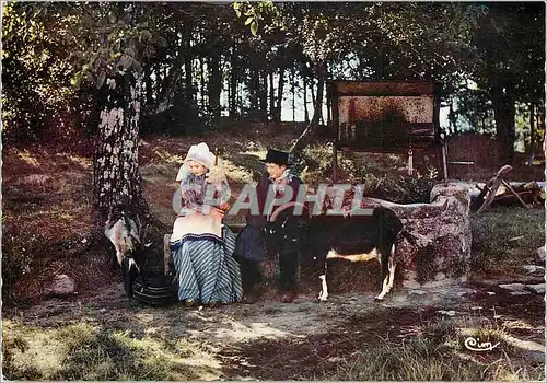 Cartes postales moderne Paysage Limousin Jeunes Limousins Bouc Chevre