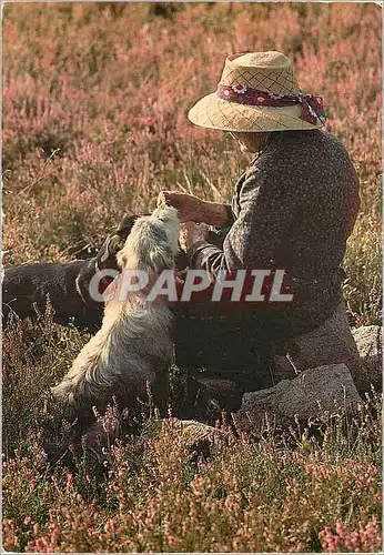 Moderne Karte Image du Limousin Des siecles de tradition Bergere en compagnie de son chien au mileu de la bruy