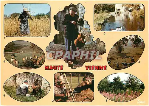 Cartes postales moderne Haute Vienne Les maissons a la faucille La halte durant les fains Mautons au paturage Les animau