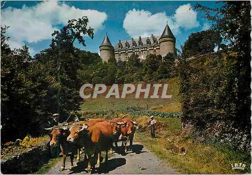 Cartes postales moderne Limousin Pittoresque Le Chateau de Rochechouart xi et xv siecles B�ufs