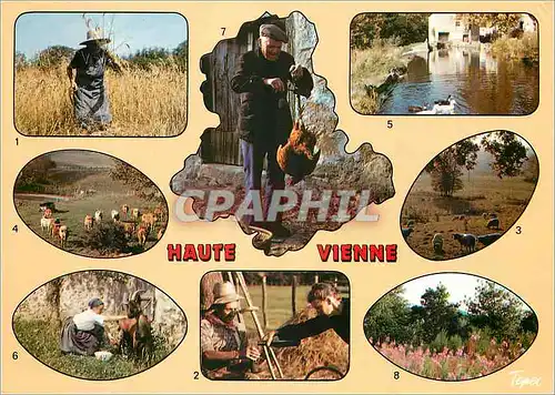 Cartes postales moderne Haute Vienne les maissons a al foucille La haite durant les fois Moutans au paturage Les animaux