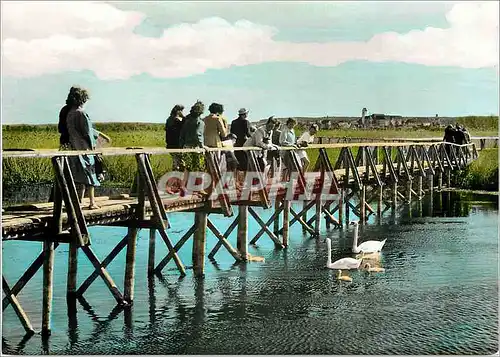 Cartes postales moderne Bad Buchau Laufsteg zum Federsee